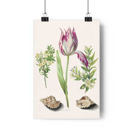 Tulip, Branches of Myrtle, and Shells Giclée Art Print