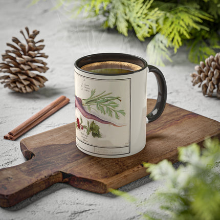 Carrot, Daucus Carota and Red currant, Ribes rubrum by Anselmus Boëtius de Boodt Colorful Mugs, 11oz