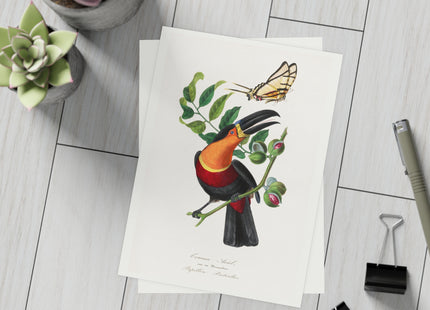 Channel Billed Toucan by Paul Gervais Postcards (envelopes included) - Bundles of 10, 30, 50 Pieces