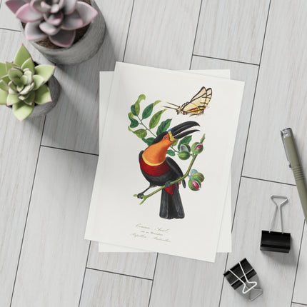 Channel Billed Toucan by Paul Gervais Postcards (envelopes included) - Bundles of 10, 30, 50 Pieces