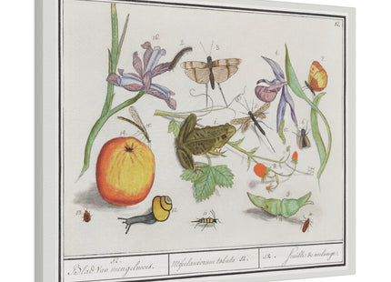 Natural History Ensemble, No. 12 by Anselmus Boëtius de Boodt Matte Canvas, Stretched, 0.75"