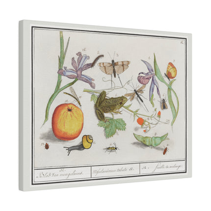 Natural History Ensemble No. 12 – Late Renaissance Illustration by Anselmus Boëtius de Boodt