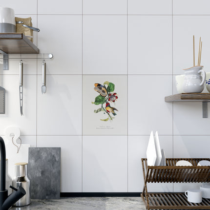 Versicolored Barbet by Paul Gervais Ceramic Tile