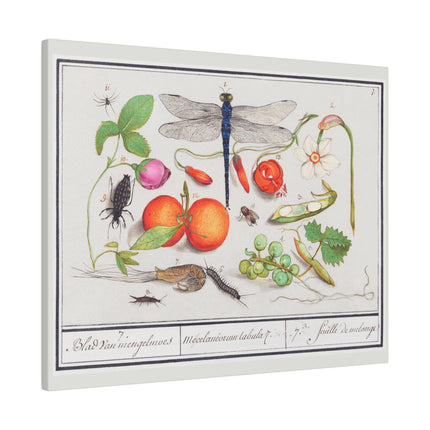 Natural History Ensemble, No. 7 by Anselmus Boëtius de Boodt Matte Horizontal Posters