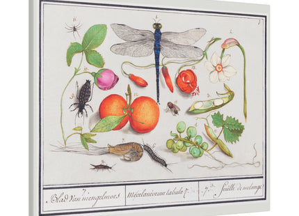 Natural History Ensemble, No. 7 by Anselmus Boëtius de Boodt Matte Matte Canvas, Stretched, 0.75"