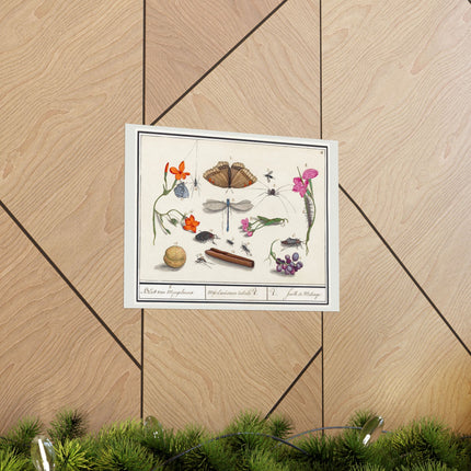 Natural History Ensemble, No. 8 by Anselmus Boëtius de Boodt Matte Horizontal Posters