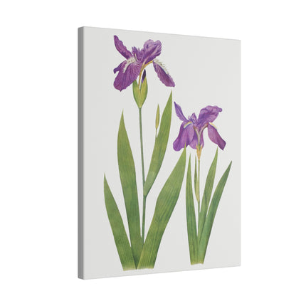 Violet and Blue Irises – Botanical Art from William Dykes’ The Genus Iris