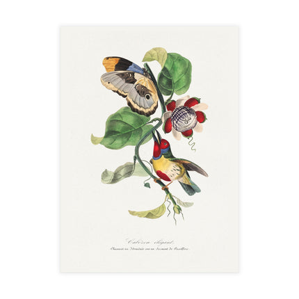 Versicolored Barbet by Paul Gervais Postcards (envelopes included) - Bundles of 10, 30, 50 Pieces