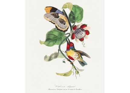 Versicolored Barbet by Paul Gervais Postcards (envelopes included) - Bundles of 10, 30, 50 Pieces