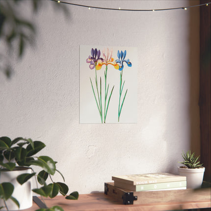 Iris, Iris Sibirica by Anselmus Boëtius de Boodt Fine Art Posters