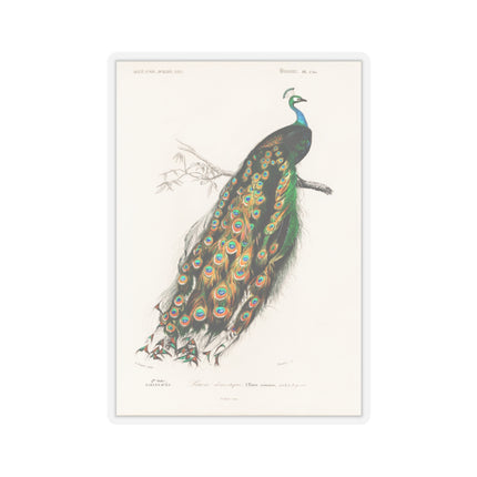Indian Peafowl by Charles Dessalines D' Orbigny Kiss-Cut Stickers (4 Sizes)