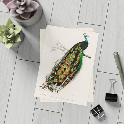 Indian Peafowl by Charles Dessalines D'Orbigny Postcards (envelopes included) - Bundles of 10, 30, 50 Pieces