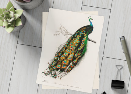 Indian Peafowl by Charles Dessalines D'Orbigny Postcards (envelopes included) - Bundles of 10, 30, 50 Pieces