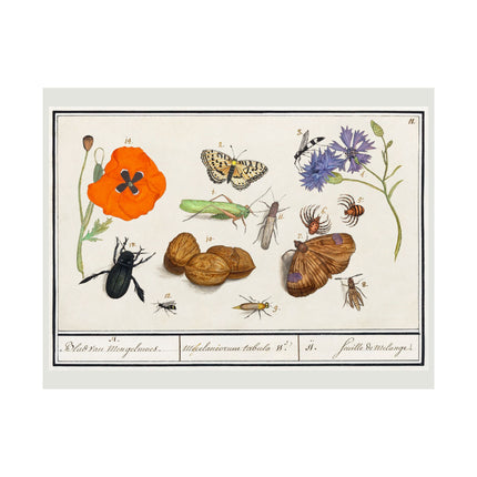 Natural History Ensemble, No. 11 by Anselmus Boëtius de Boodt Matte Horizontal Posters