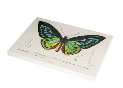 Green Birdwing by Charles Dessalines D' Orbigny Postcards (envelopes included) - Bundles of 10, 30, 50 Pieces