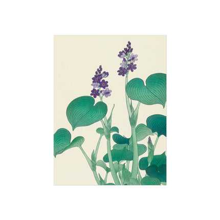 Blooming Hosta by Ohara Koson Fine Art Posters