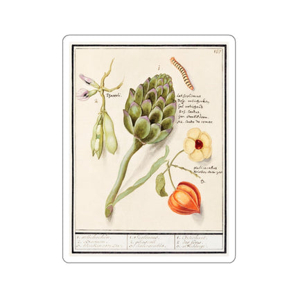 Artichoke, Cynara scolymus, broad beans, Vicia faba and lampion plant, Physalis by Anselmus Boëtius de Boodt Kiss-Cut Stickers (4 Sizes)
