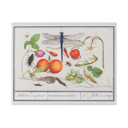 Natural History Ensemble No. 7 – Late Renaissance Illustration by Anselmus Boëtius de Boodt