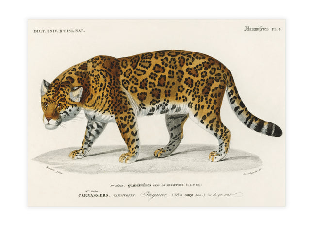 Jaguar by Charles Dessalines D'Orbigny Postcards (envelopes included) - Bundles of 10, 30, 50 Pieces