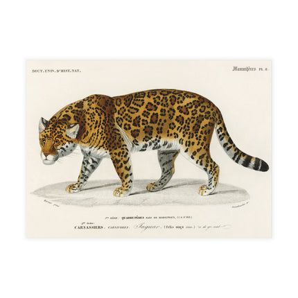 Jaguar by Charles Dessalines D'Orbigny Postcards (envelopes included) - Bundles of 10, 30, 50 Pieces