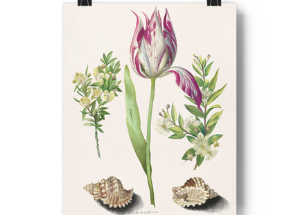 Tulip, Branches of Myrtle, and Shells Giclée Art Print