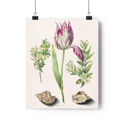 Tulip, Branches of Myrtle, and Shells Giclée Art Print