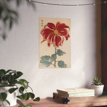 Chrysanthemum Elegance Fine Art Posters