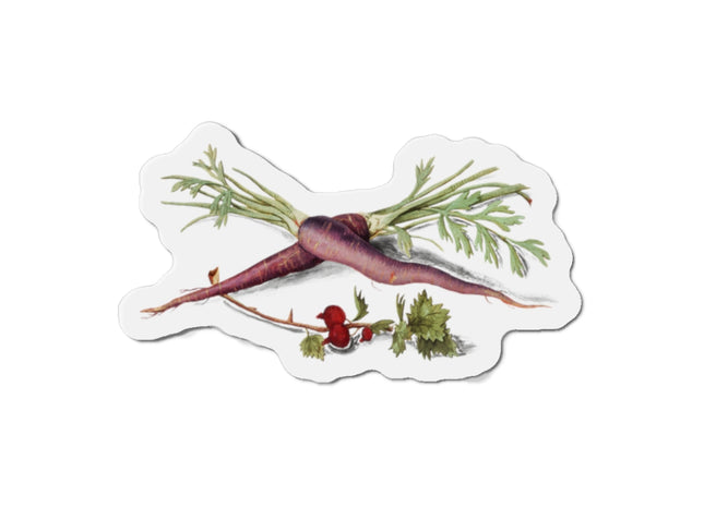 Carrot, Daucus carota and red currant, Ribes rubrum by Anselmus Boëtius de Boodt Die-Cut Magnets (5 Sizes)
