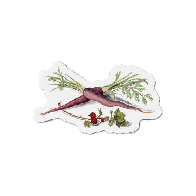 Carrot, Daucus carota and red currant, Ribes rubrum by Anselmus Boëtius de Boodt Die-Cut Magnets (5 Sizes)