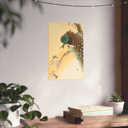 Peacock on a Cherry Blossom Tree by Ohara Koson Fine Art Posters
