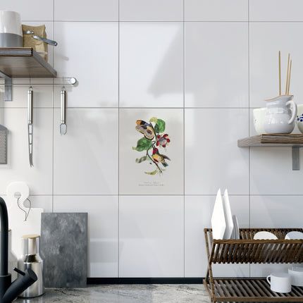 Versicolored Barbet by Paul Gervais Ceramic Tile