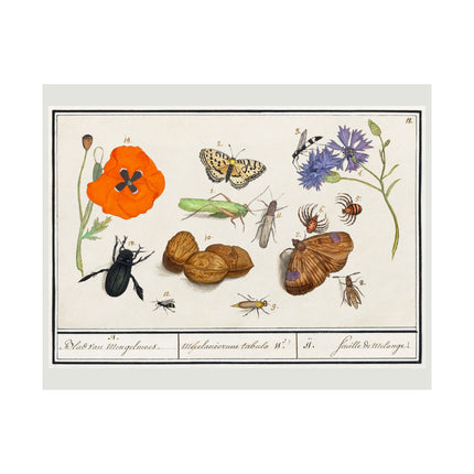 Natural History Ensemble, No. 11 by Anselmus Boëtius de Boodt Matte Horizontal Posters