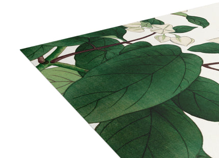 Clerodendrum & Rudbeckia by Tanigami Kônan Postcards (envelopes included) - Bundles of 10, 30, 50 Pieces