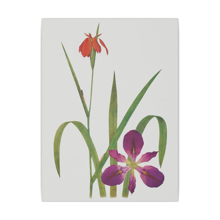Elegant Botanical Irises – William Dykes’ The Genus Iris