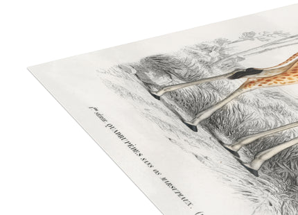 Giraffe by Charles Dessalines D'Orbigny Postcards (envelopes included) - Bundles of 10, 30, 50 Pieces
