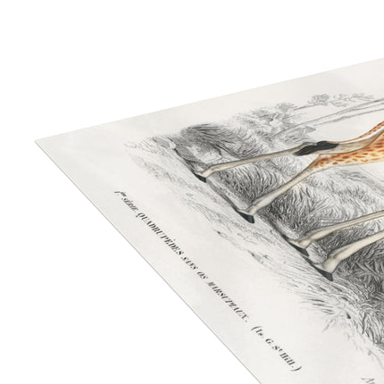Giraffe by Charles Dessalines D'Orbigny Postcards (envelopes included) - Bundles of 10, 30, 50 Pieces