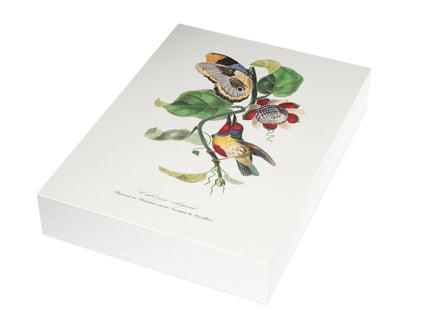 Versicolored Barbet by Paul Gervais Postcards (envelopes included) - Bundles of 10, 30, 50 Pieces