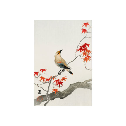 Japanese Plague Bird on Maple by Ohara Koson Fine Art Posters