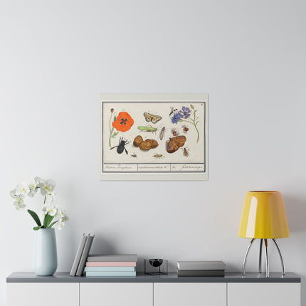 Natural History Ensemble No. 11 – Late Renaissance Illustration by Anselmus Boëtius de Boodt