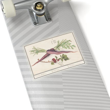 Carrot, Daucus carota and red currant, Ribes rubrum by Anselmus Boëtius de Boodt Kiss-Cut Stickers (4 Sizes)