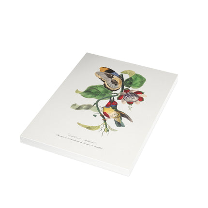 Versicolored Barbet by Paul Gervais Postcards (envelopes included) - Bundles of 10, 30, 50 Pieces