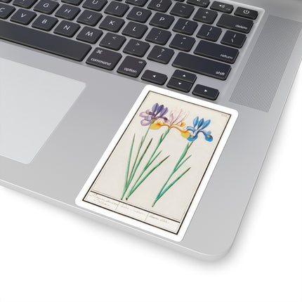 Iris, Iris sibirica by Anselmus Boëtius de Boodt Kiss-Cut Stickers (4 Sizes)
