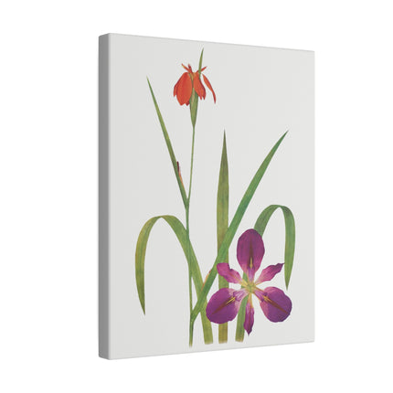 Elegant Botanical Irises – William Dykes’ The Genus Iris
