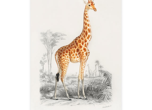 Giraffe by Charles Dessalines D'Orbigny Postcards (envelopes included) - Bundles of 10, 30, 50 Pieces