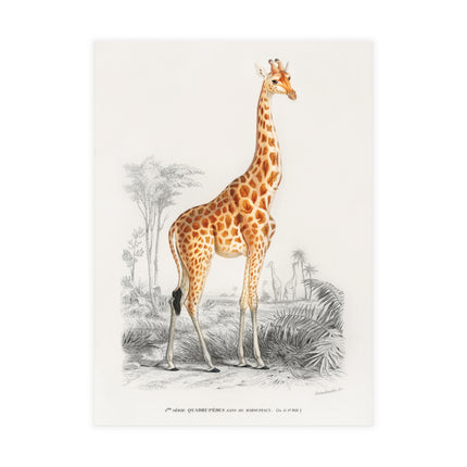Giraffe by Charles Dessalines D'Orbigny Postcards (envelopes included) - Bundles of 10, 30, 50 Pieces