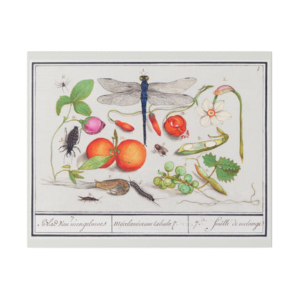 Natural History Ensemble, No. 7 by Anselmus Boëtius de Boodt Matte Horizontal Posters
