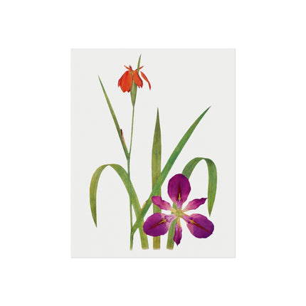 Iris Fulva & Iris Fulvala: Botanical Elegance from The Genus Iris Fine Art Posters