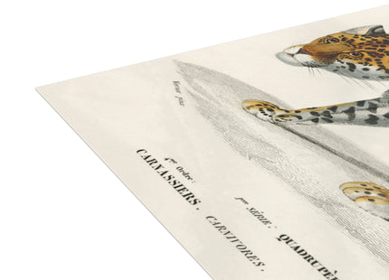 Jaguar by Charles Dessalines D'Orbigny Postcards (envelopes included) - Bundles of 10, 30, 50 Pieces
