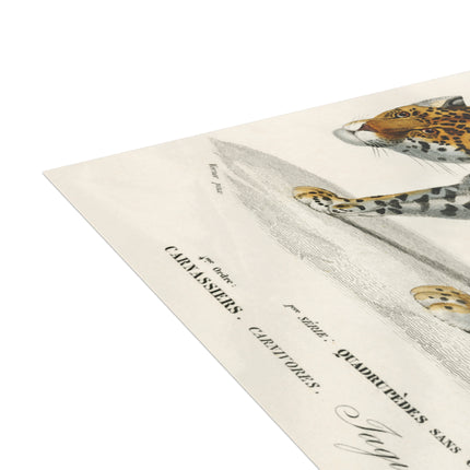 Jaguar by Charles Dessalines D'Orbigny Postcards (envelopes included) - Bundles of 10, 30, 50 Pieces