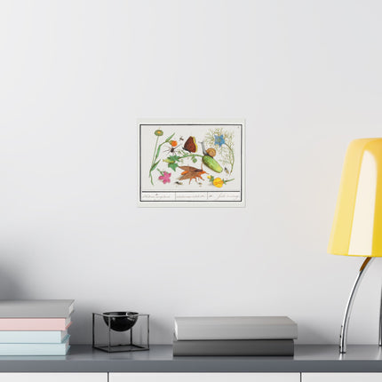 Natural History Ensemble, no. 3 by Anselmus Boëtius de Boodt Matte Horizontal Posters